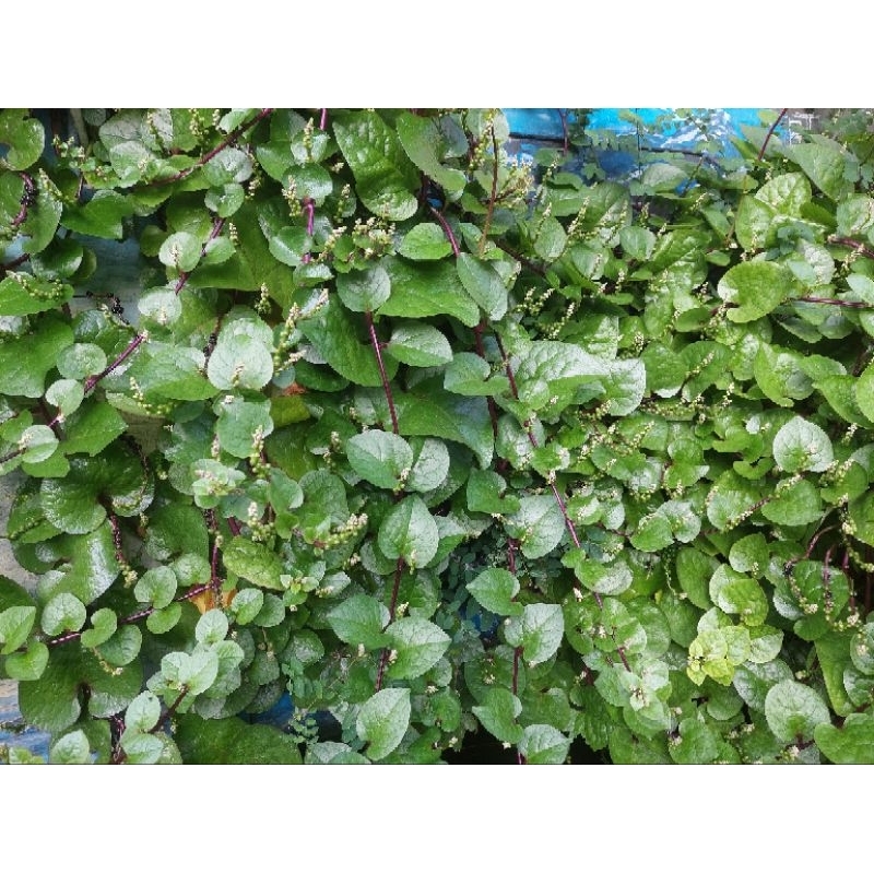 

Daun Binahong Merah 100gr Petik Baru Kirim