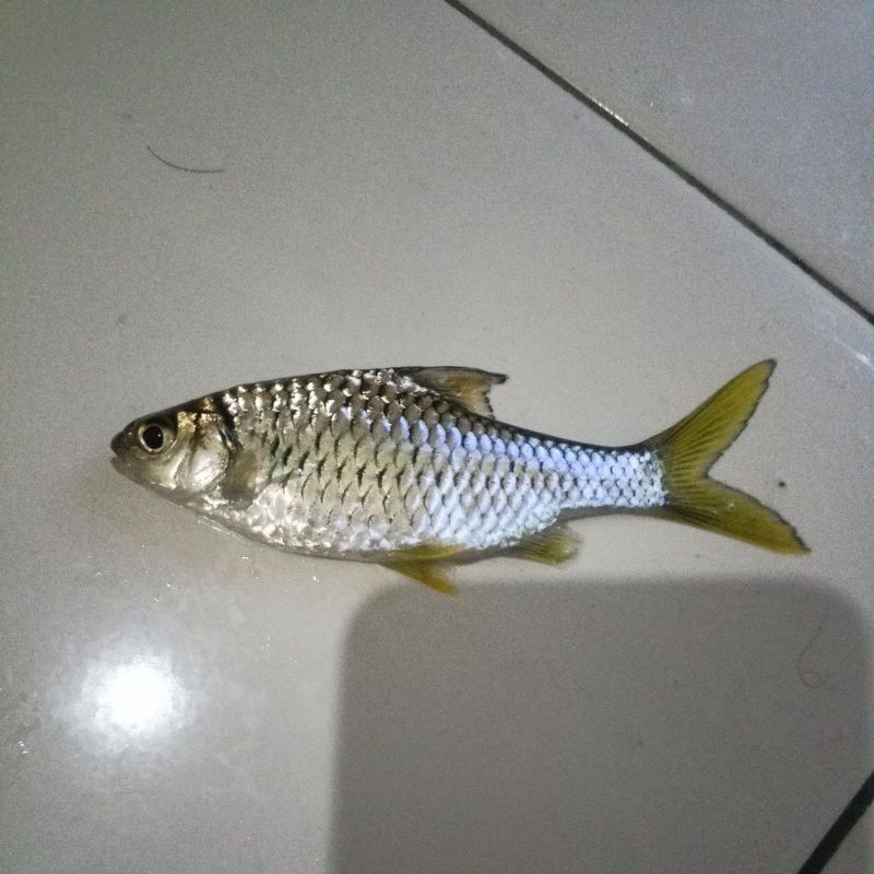 

wader kepek/sirip kuning