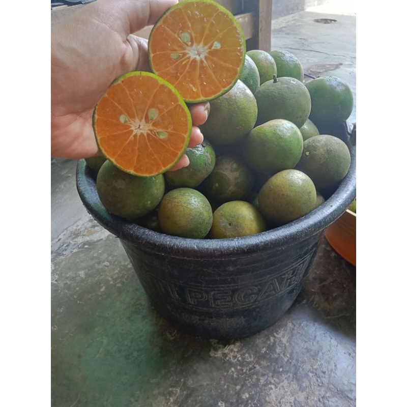 

jeruk peras 1 kilo dipetik saat dipesan
