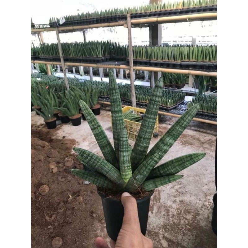sansevieria boncel