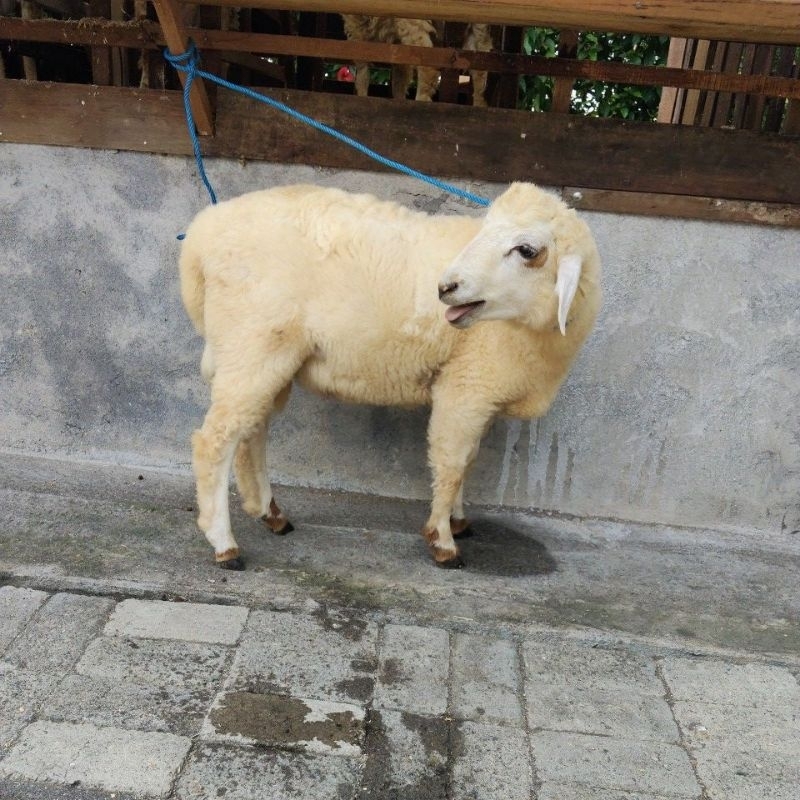 Domba Bakalan Cross Merino /anak Domba/Calon Pejantan Domba/Bibit Domba