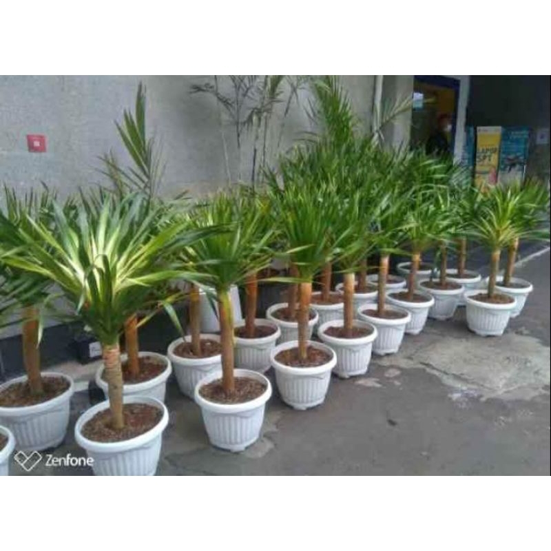 tanaman hias pandan bali 1 meter berikut pot tanaman