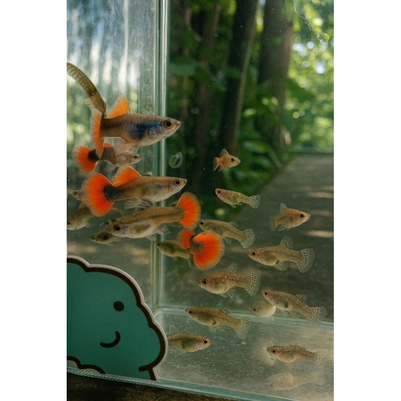 Dekorasi aquarium sepasang guppy PRTDE siap ternak