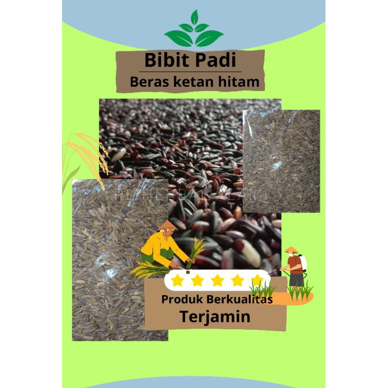 

Bibit padi beras ketan hitam Kualitas unggul - 1 kg