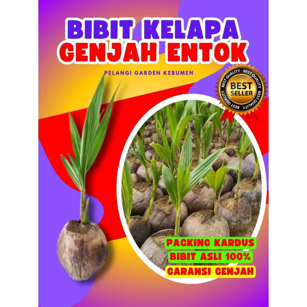 CEPAT BUAH..  Tanaman Kelapa Buah Besar, Tanaman Kelapa Buah, Tanaman Kelapa Berbuah Pendek