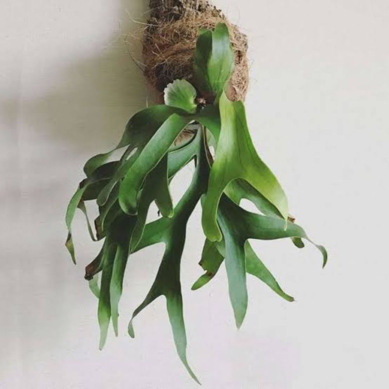 Kadaka tanduk rusa - tanaman hias kadaka tanduk rusa