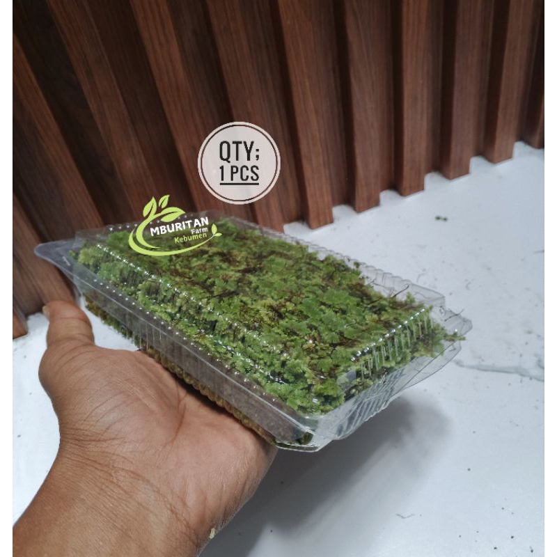 AZOLLA Murah Azolla Pakan Ternak Kemasan Mika