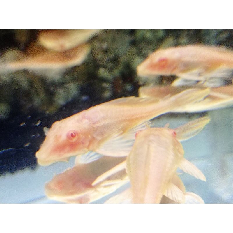 Ikan Gibicep Tembaga Pembersih Tankmate