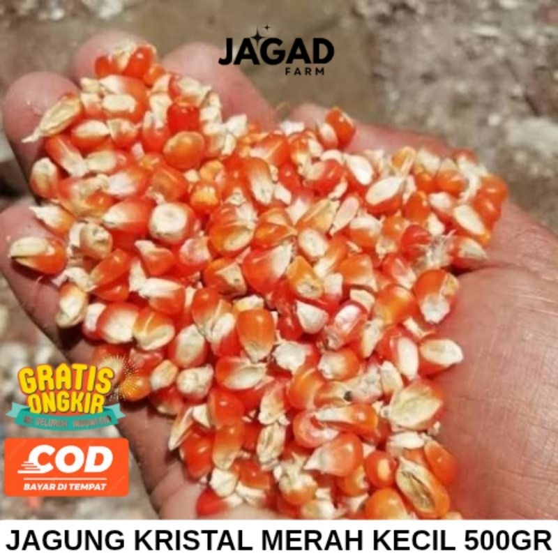 JAGUNG KRISTAL MERAH KECIL MERPATI Kemasan 500Gram Untuk Pakan Ternak Ayam & Burung