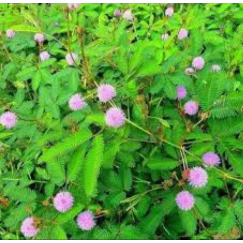 

Daun putri malu segar 250gr/500gr obat herbal tradisional