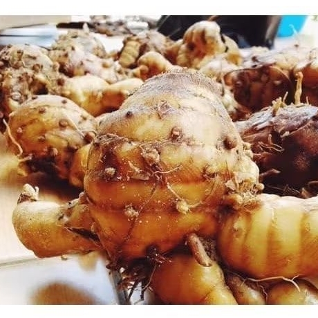 

silahkan PROMO TEMU PUTIH CURCUMA ZEDOARIA SEGAR 500gram...
