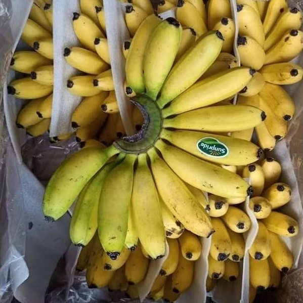 

PISANG MAS 1 SISIR LOKAL