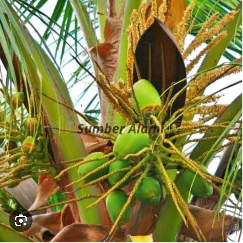 

tembuluk kelapa / beluluk kelapa / blulok / bluluk / kelapa kecil / kelapa pentil / anak buah kelapa