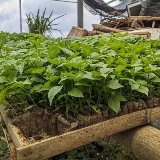 DIARY PETANI - Bibit Cabe Merah Besar Siap Tanam