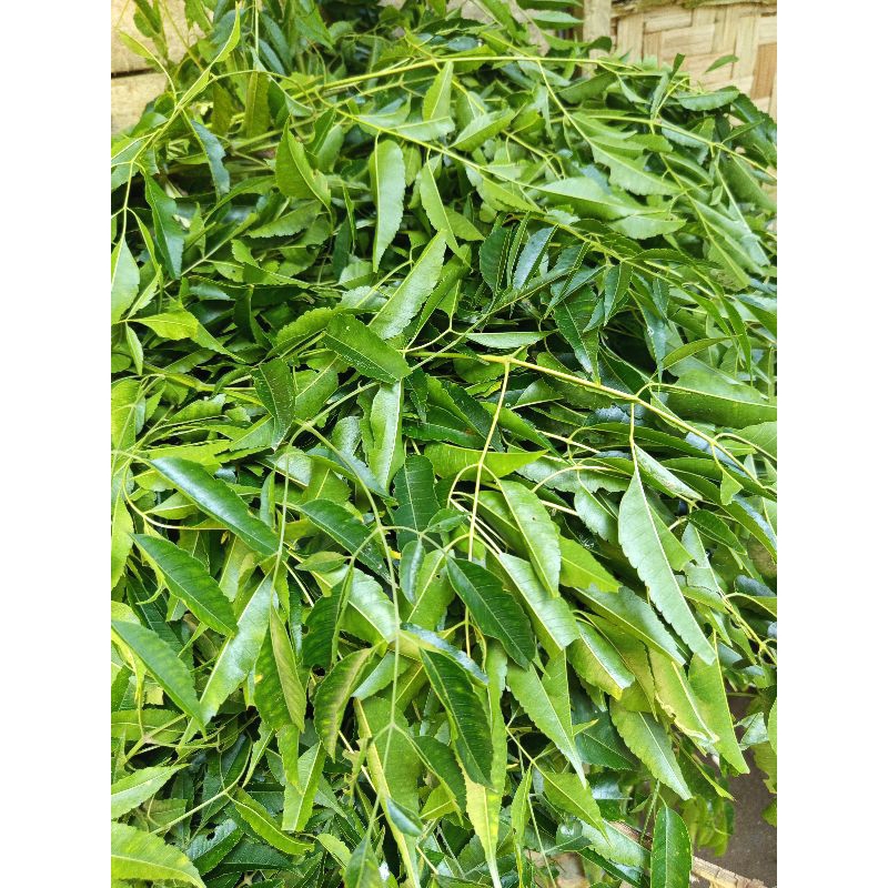 

jual daun mimba segar/presh_daun mindi 1kg