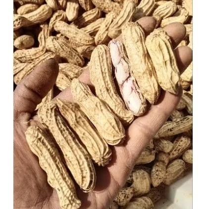 

PAKET KACANG MADU LURIK BATIK SUPER BERSIH 10 KG