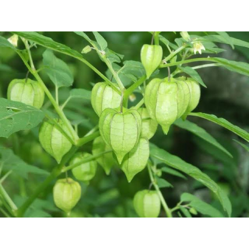 

ciplukan 100 grm fresh dapat daun sama tangkai dan buah ciplukanya di petik jika ada pesanan masuk