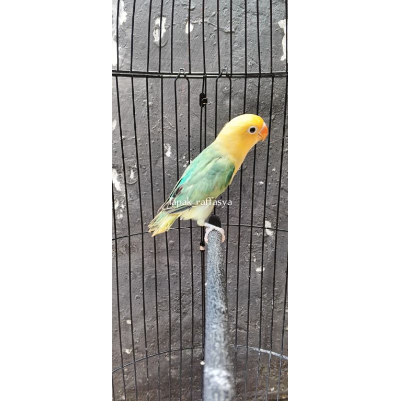 lovebird biola pied masih muda
