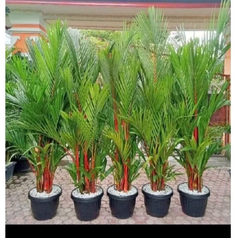 Palem merah / pinang merah