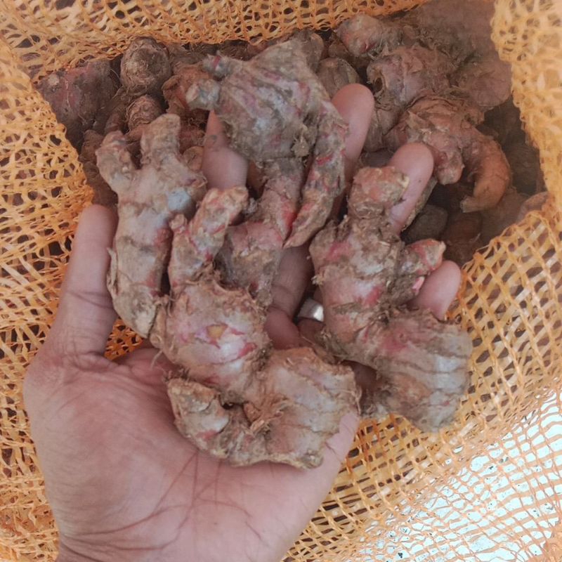 JAHE MERAH/RIMPANG JAHE 1KG/JAHE ORGANIK/JAHE MERAH SEGAR