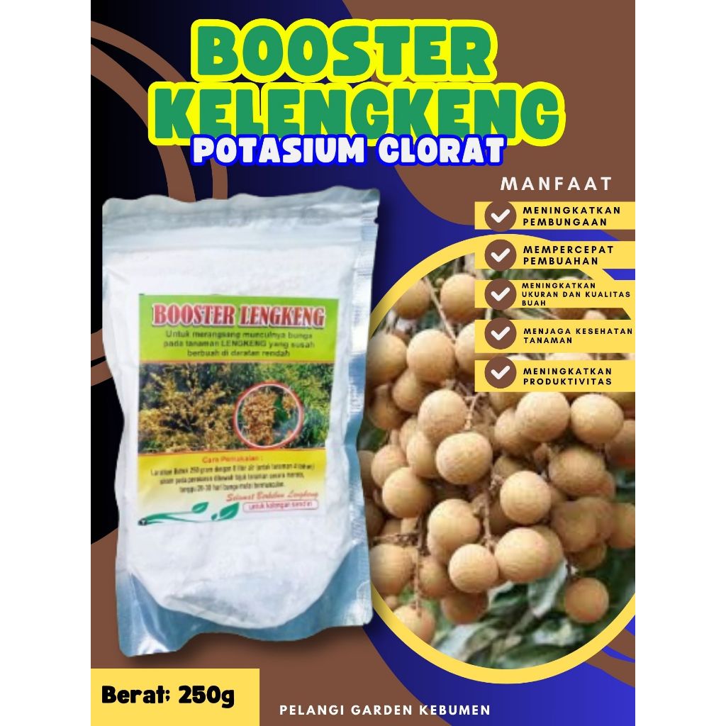 DIJAMIN ASLI  Boster Kelengkeng Puangray, Boster Kelengkeng Puangphet, Boster Kelengkeng Pingpong Ca