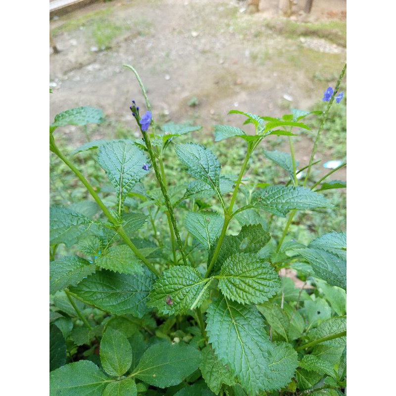

jual daun pecut kuda segar 1kg