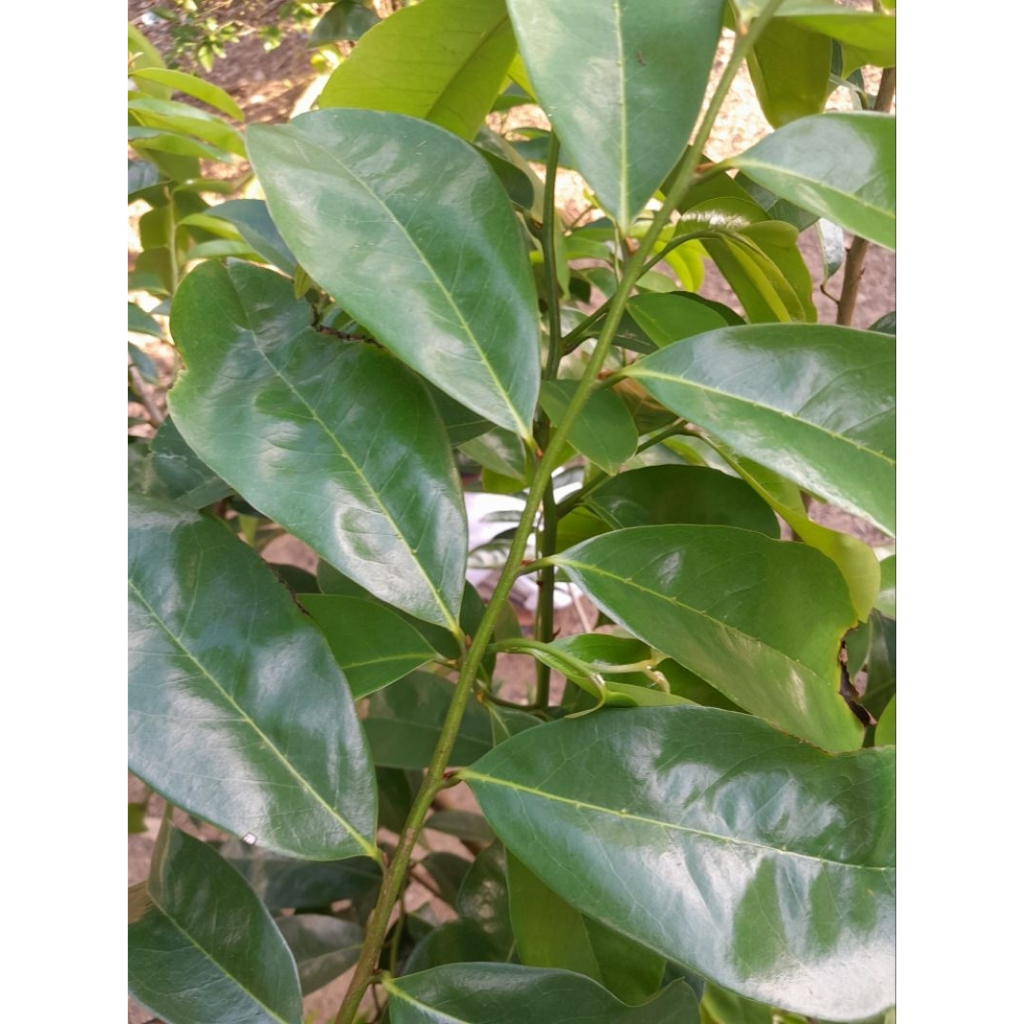 

5 Lembar Daun Sirsak Segar Organik Herbal Obat Kanker Tumor Daun Sirsak Daun Segar Sirsak Daun Sirsak Daun Sirsak Segar