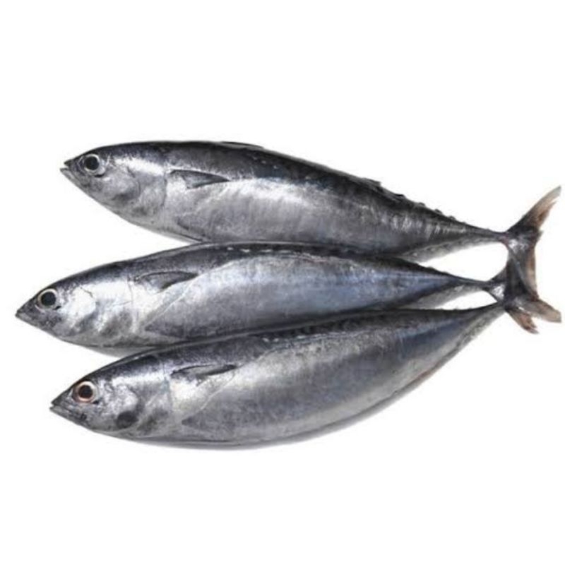 

Ikan tongkol basah 500 gram