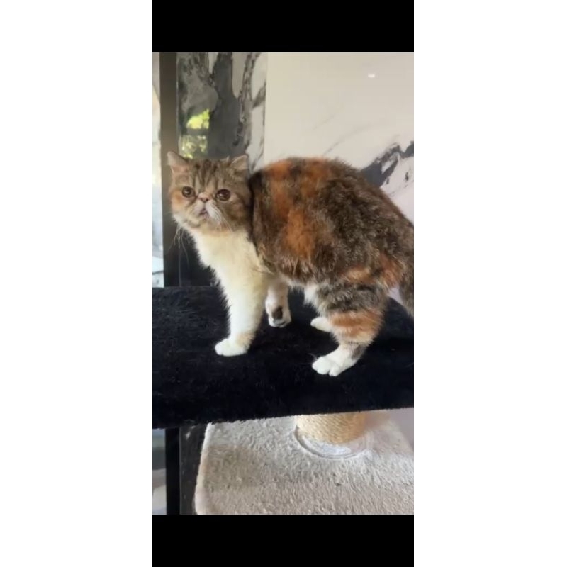 (Baca Deskripsi) Ready Kucing Kitten Exotic Shorthair Show Quality Berpedigree