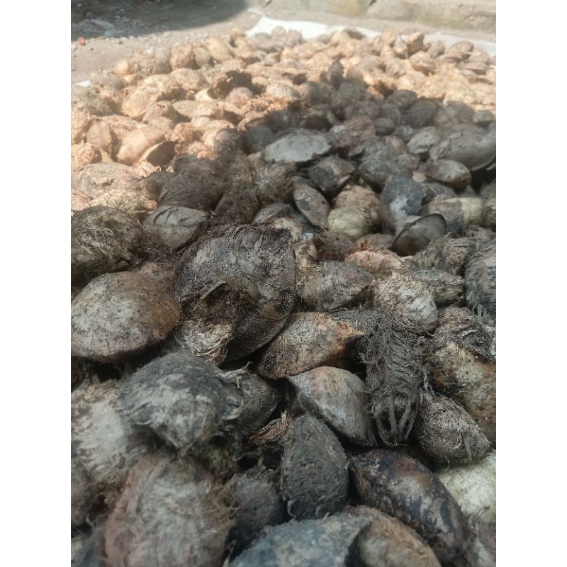 buah Ketapang kering 1kg