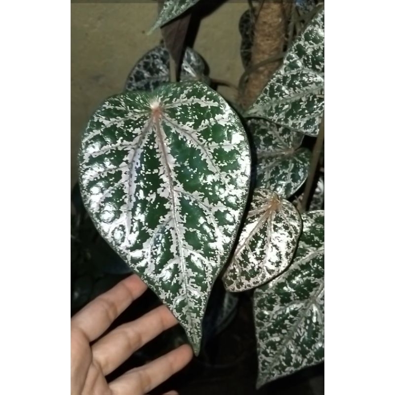 

Daun Sirih Merah Segar Lokasi Mataram Lombok