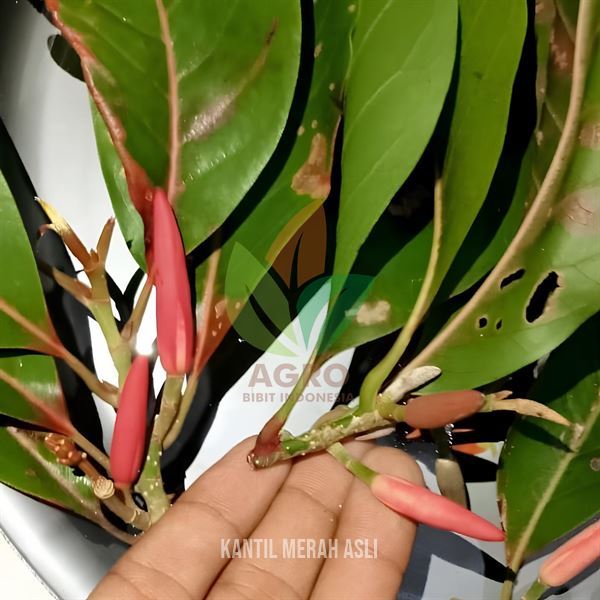 Bibit Tanaman Bunga Kantil Merah ASLI