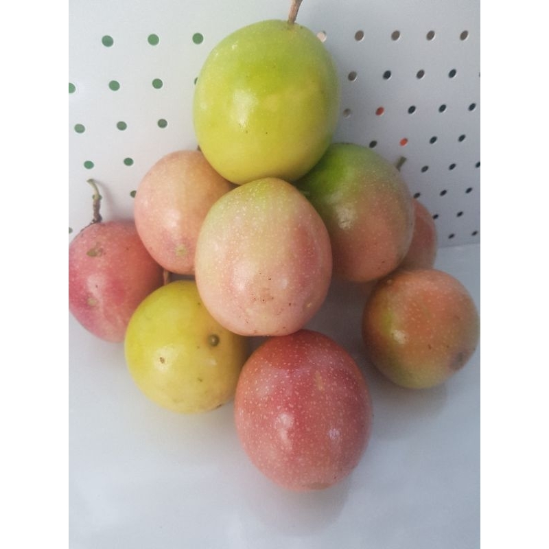 

Buah Markisa Grade A Super 1kg Merah Hijau