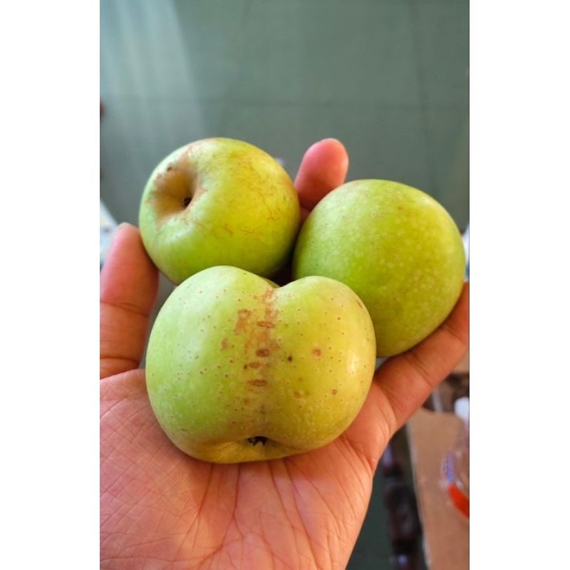 

STOCK TERBATAS! Apel manalagi malang / batu fresh petik 1kg (BACA DESC BOX)