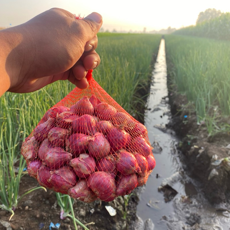 

BAWANG MERAH SUPER TANGGUNG KECIL HASIL TANAM
