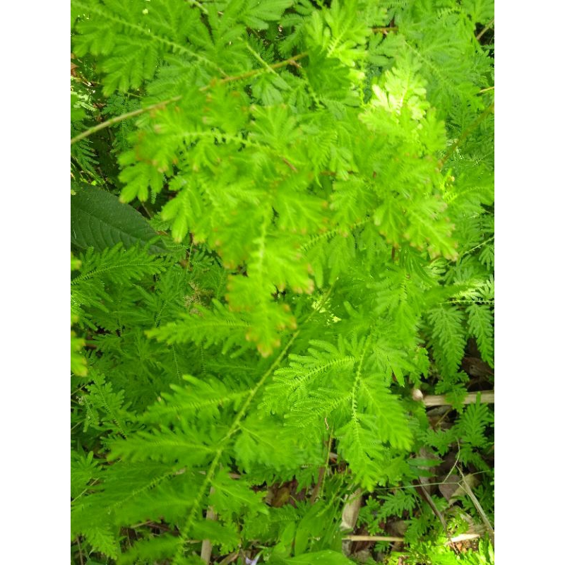 

Daun herbal cakar ayam fress 100gram kualitas pilihan tanpa batang