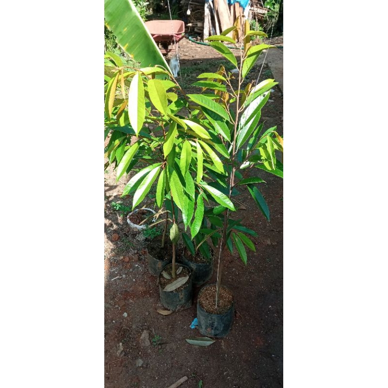 bibit durian mk,bawor,montong