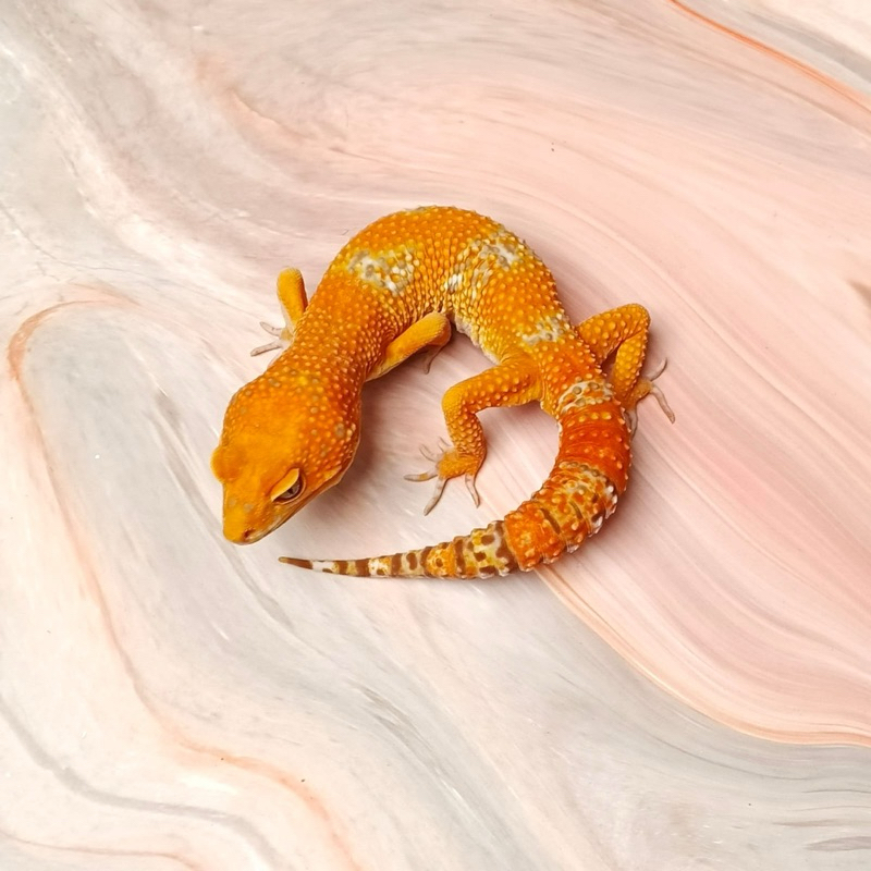TREMPER LAVENDER JUNGLE FIRE LINE MALE LEOPARD GECKO MAINAN ANAK LUCU