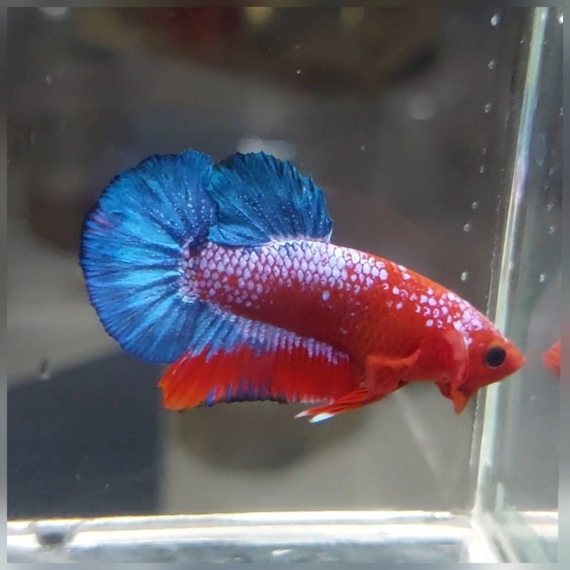 hiasan plakat hellboy male 02