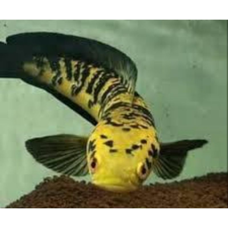 maru ys batik 8-15 cm