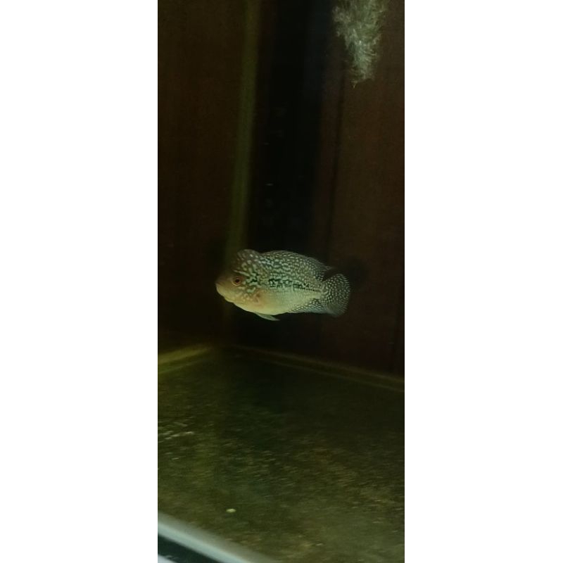 Louhan Cilnong (Bukan Burayak)