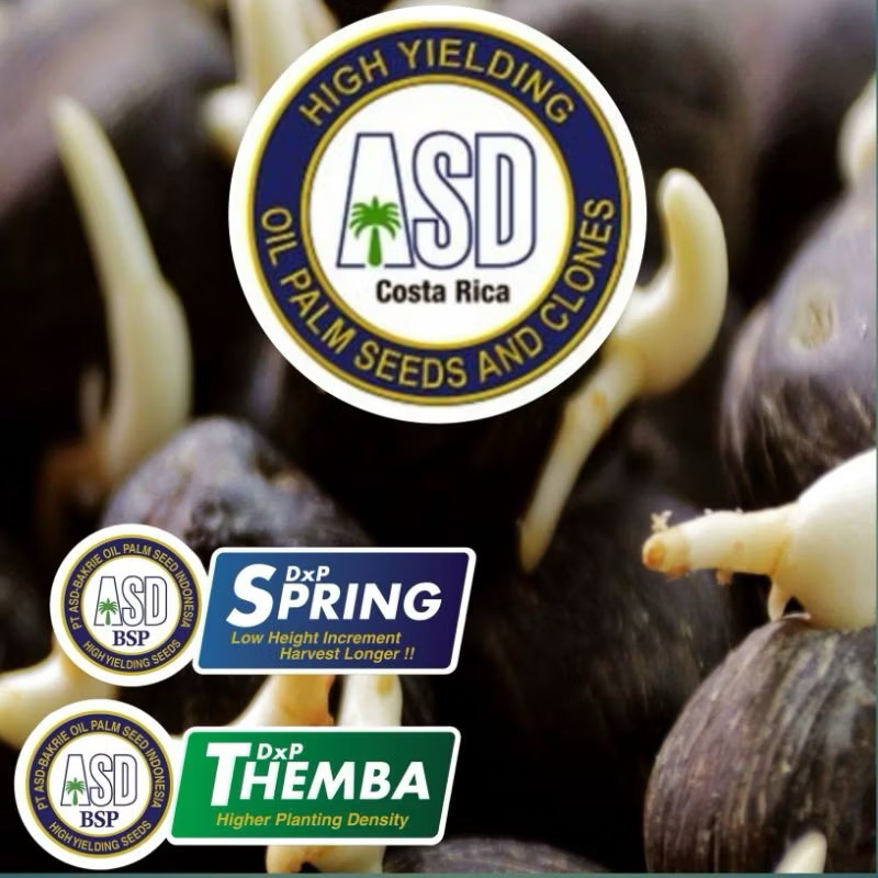 BIBIT/BENIH SAWIT ASD UNGGUL BERKUALTAS