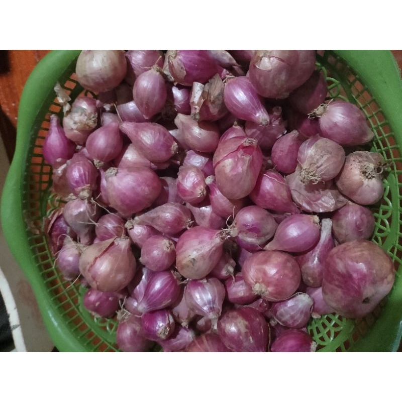 

bawang merah sedang