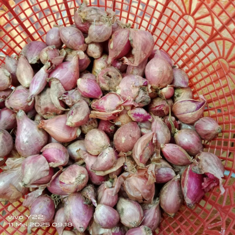 

BAWANG MERAH / BRAMBANG TANGGUNG CAMPUR KECIL PER 500 GRAM
