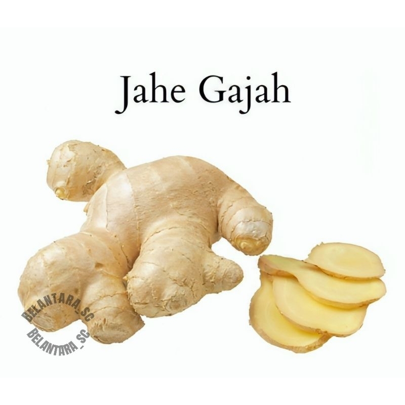 

(BISA COD) Jaha Gajah Super Jumbo Murah 1kg