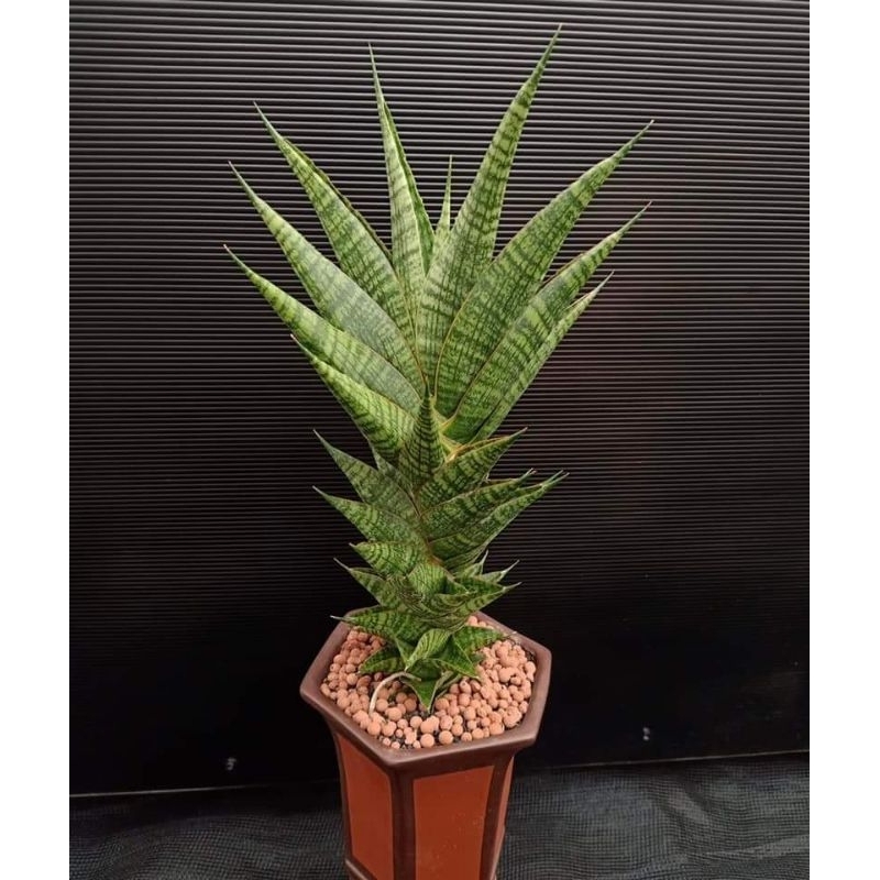 Sansevieria Hybrid Sindoro