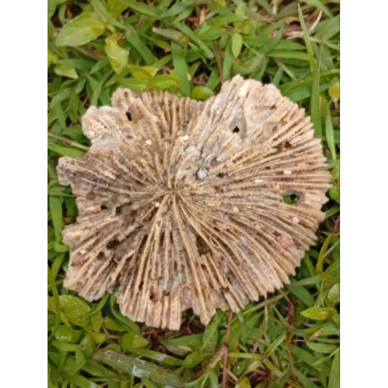 

pus4k4 jamur tiram hitam