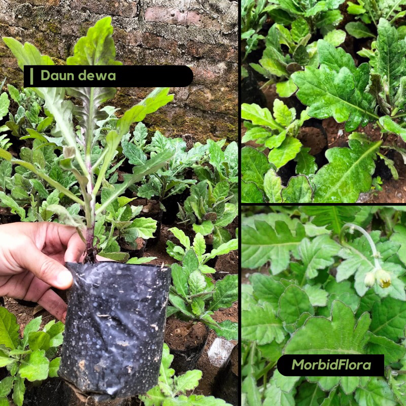 Tanaman Herbal Daun Dewa Samsit - Gynura Divaricata