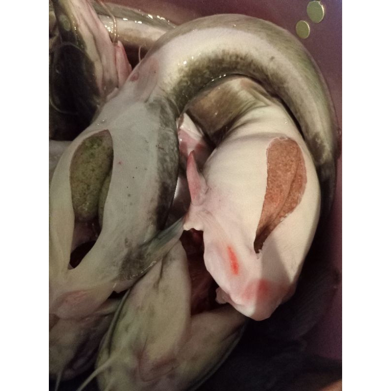 

Gelegar(GeraiLeleSegar)