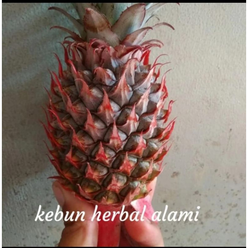 

nanas muda merah